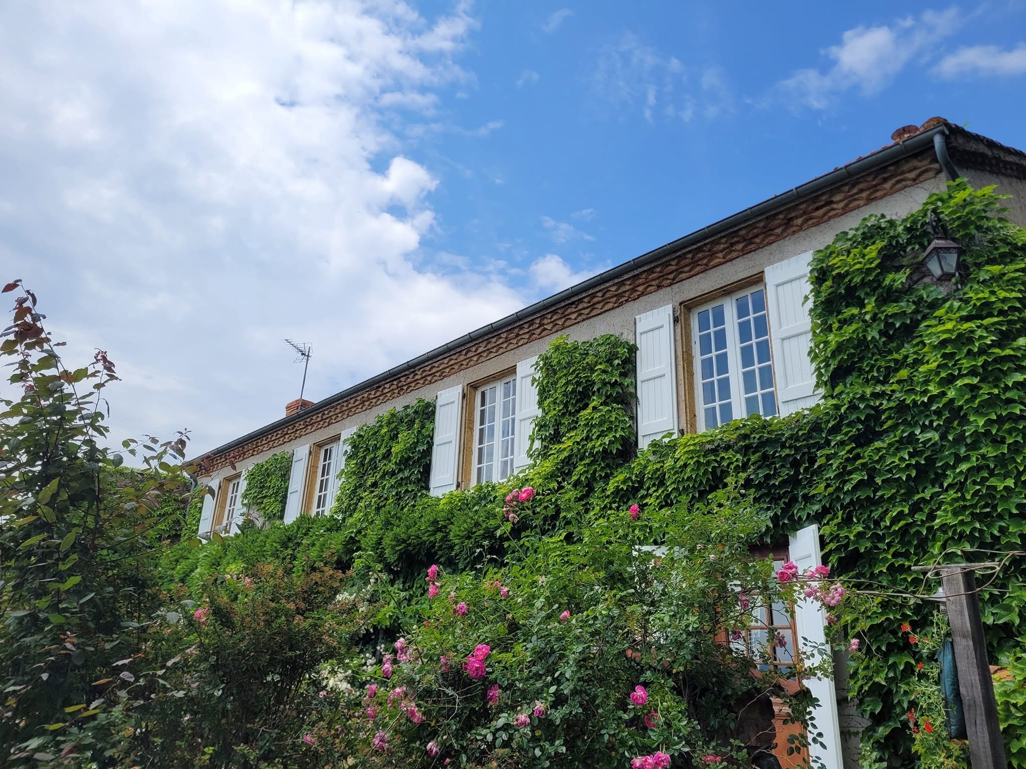 Taille et entretien d'une façade végétalisée par RD Environnement